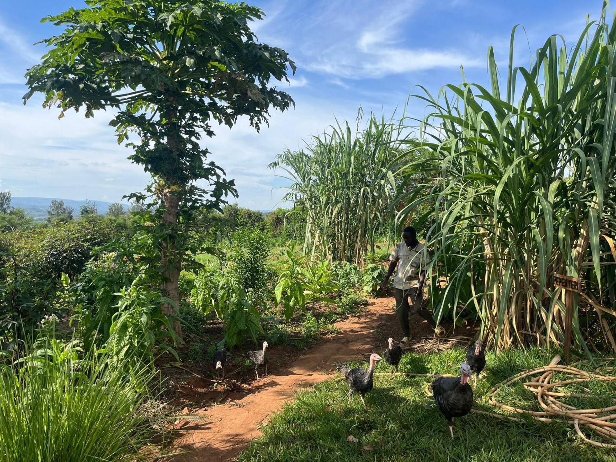 Rutete Eco Lodge Rwinkwavu Dış mekan fotoğraf